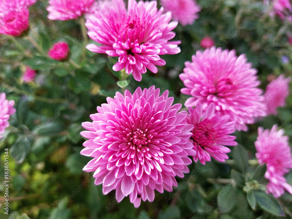 Fototapeta premium rosy chrysanthemum flowers. Multi-petaled flower.