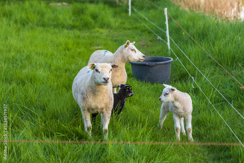 Obraz premium Adult black and white sheep and lambs stand on a lush green pasture fenced with electric wire, a dark bucket in the background