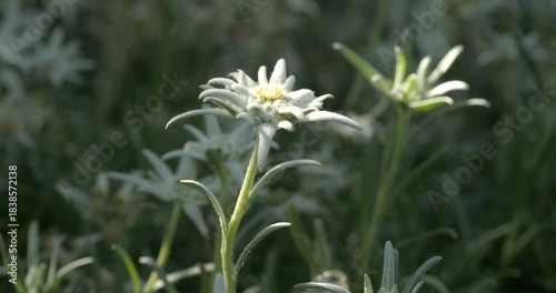 Close-up Edelweiss flowers on blurred green leaves edelweiss flower field background. Edelweiss is a rare flower plant in Leontopodium genus native to the European Alps carries symbolism of devotion