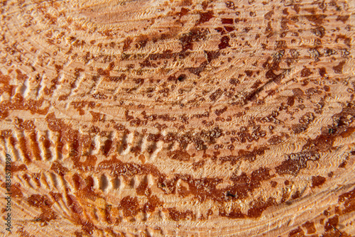 Cross-section of a pine log with visible growth rings, resin drops, and knots that highlight the natural texture of the wood and organic patterns.