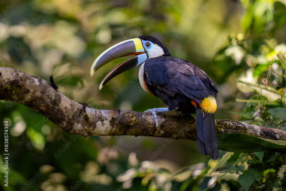 Fototapeta premium White-throated toucan (Ramphastos tucanus) bird sitting on a branch deep in the jungle, Manu national park, Cusco, Peru