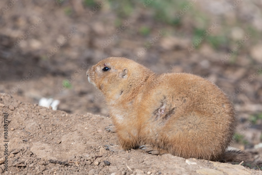 Naklejka premium Portrait of a groundhog (marmota monax)