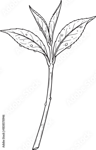 Monochrome Illustration of Organic Green Tea Leaf