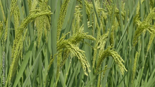 Close up shot of green rice plant with grains almost ripe, northeast China