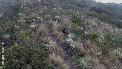 Aerial Drone View of Paramo Frailejones Espeletia. High quality 4k footage
