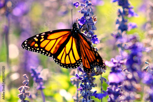 A close up image of a monarch butterfly feeding on lavender flowers in a garden, brightly colored. 