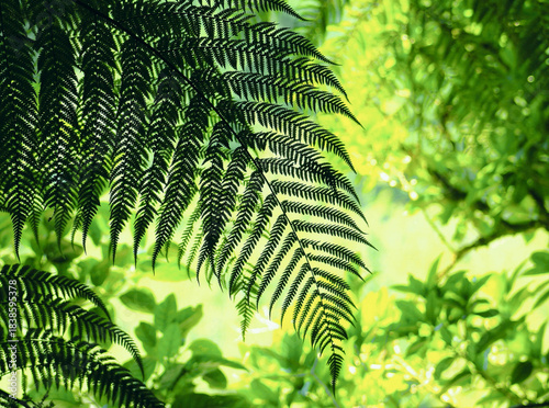 Background image of green fern foliage
