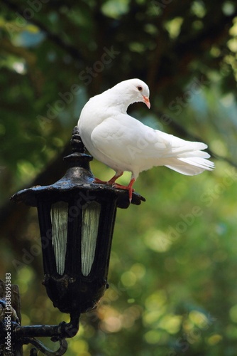 Close up image of a  White Dove perching on Lantern with copy space