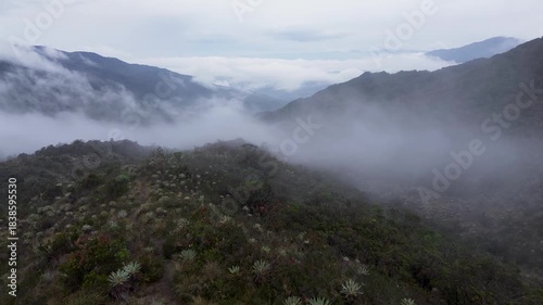 Colombian Paramo With Frailejones Espeletia, Drone view. High quality 4k footage