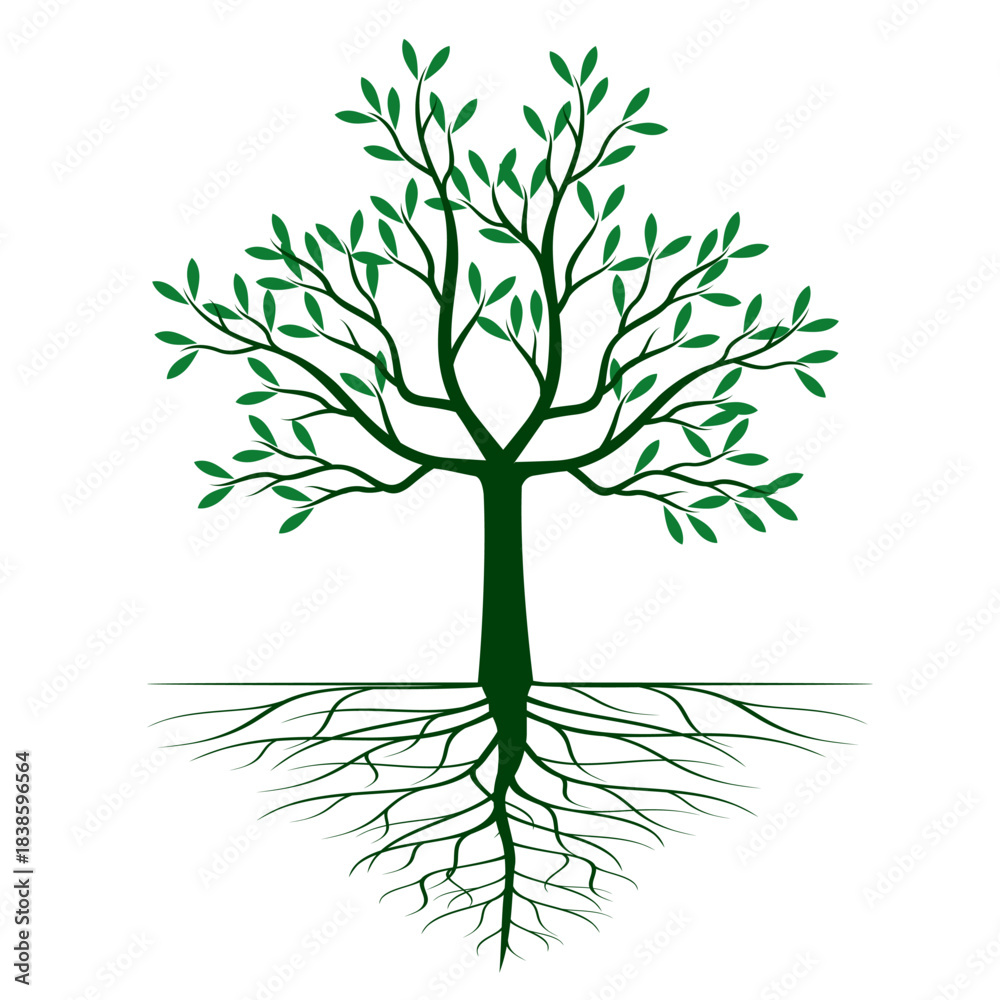 Fototapeta premium Green Tree with Leaves and Roots. Vector outline Illustration. Plant in Garden.