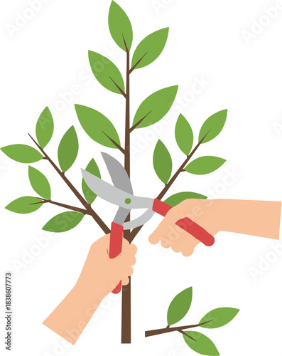 Human hands using red pruning shears to trim a green leafy plant.