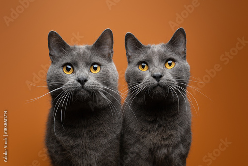two gray british shorthair cats side by side, portrait on orange background matching the cat's eye color