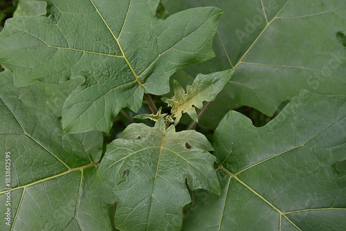 The top of a turkey berry plant is seen with growing leaves