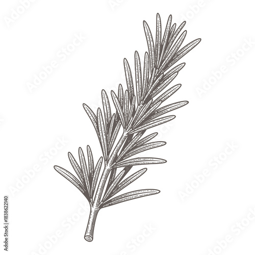 A detailed rosemary sprig sketch on a white background, shown as a natural botanical illustration for cooking.