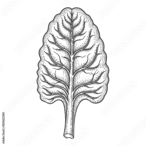 Detailed Etching of a Large Single Leaf With Prominent Veins and Textured Surface on White Background