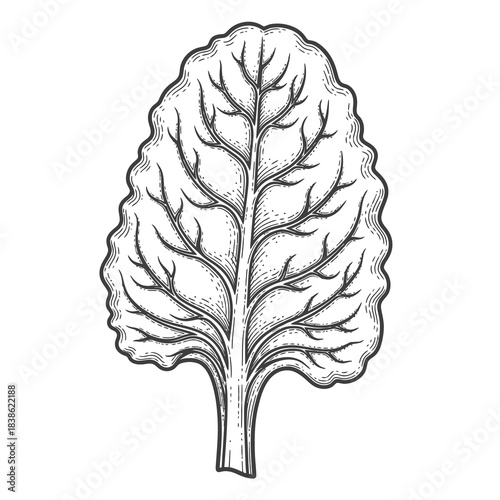 Detailed Line Drawing Of A Large Leaf With Intricate Veins And A Thick Stem Isolated On A White Background