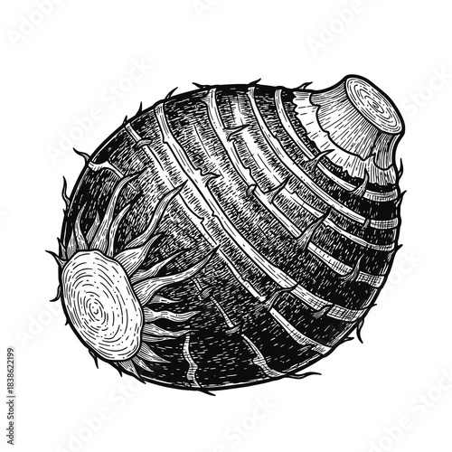 Detailed line drawing of a taro root vegetable isolated on a white background showing its textured skin and fibrous interior
