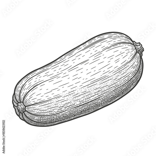 Detailed Line Art Drawing of a Single Zucchini Vegetable on a White Background