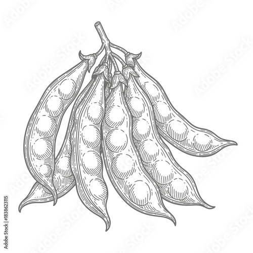 A detailed illustration of five clustered green pea pods on a white background, revealing the round peas inside.