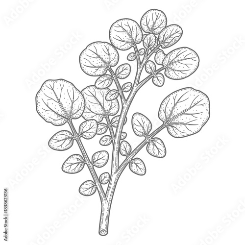 Detailed botanical line art illustration of a watercress plant with small leaves and stems isolated on a white background