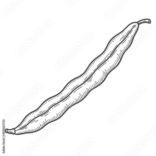 A detailed illustration of a long green bean pod with wavy edges on a white background, symbolizing fresh produce.
