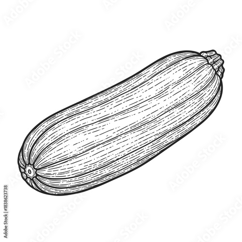 Zucchini vegetable illustration in vintage sketch style isolated on white background detailed linework drawing healthy food