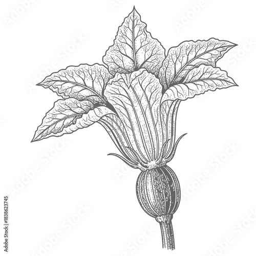 Detailed Line Drawing of a Single Squash Blossom With Stem and Developing Fruit on White Background