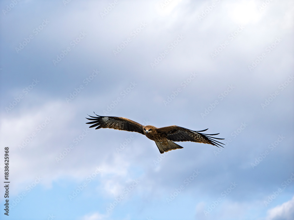 Obraz premium 風に乗り大空を悠然と舞う鳶