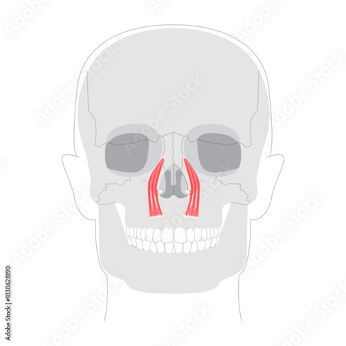 Levator labii superioris - Illustrated human facial muscle that elevates the upper lip, depicted in labeled diagram important for facial motion study and medical training.