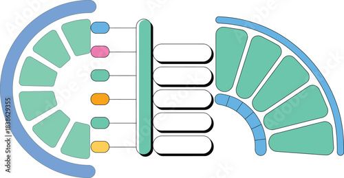 Diagram illustrating the lightdependent reactions of photosynthesis in chloroplasts