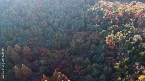 하늘에서 본 아름다운 가을 숲 풍경