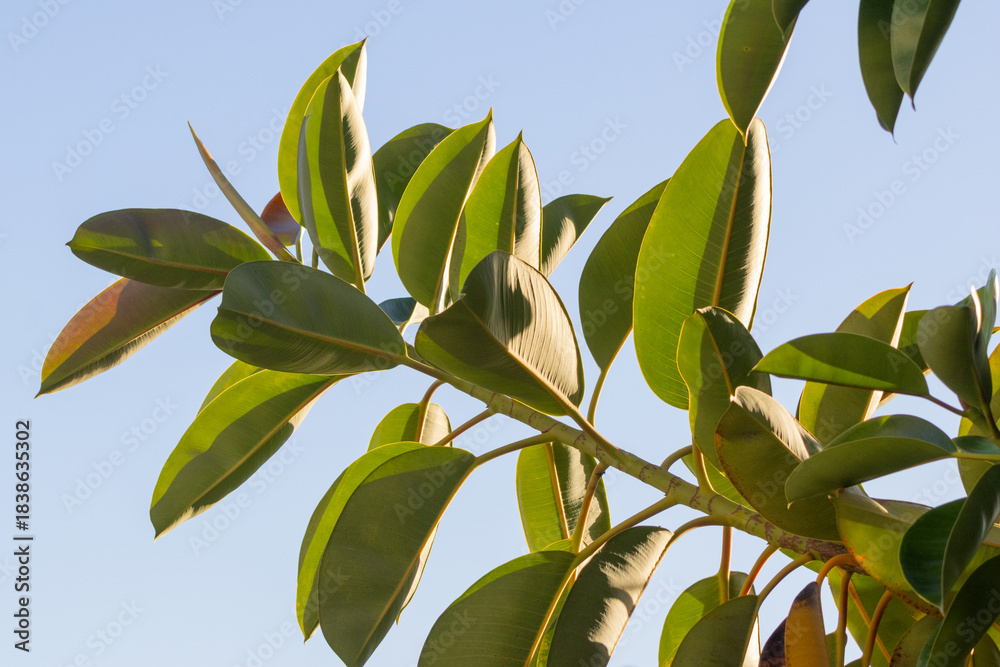 Fototapeta premium Rubber plant leaves growing against blue sky