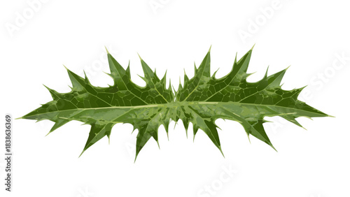 Symmetrical Green Leaf With Jagged Edges Isolated On Black Background With Detailed Veins And Reflections Showing Nature Flora And Organic Shape