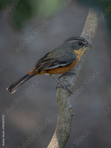 Delicate colorful bird of the forest edge, buff-throated warbling finch (Microspingus lateralis) 
