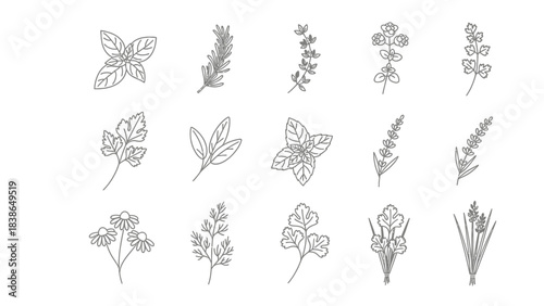 Minimalist outline icons of diverse aromatic culinary and medicinal herbs and plants vector set