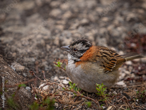 A quiet Rufous-collared sparrow or Andean sparrow (Zonotrichia capensis) in arid background