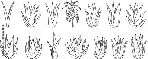 Aloe vera plant illustrations, succulent leaf drawings, botanical herbal set, natural skincare foliage graphic, medicinal plant artwork, black and white vector