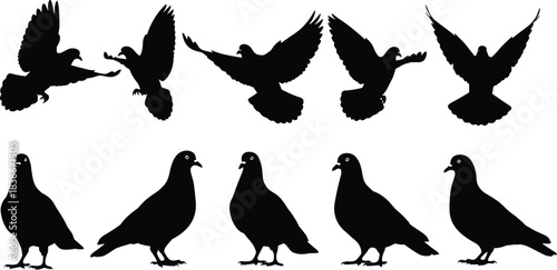 Flying and Standing Pigeon Silhouette Vector Set, Detailed Black Icons of Urban Birds with Spread Wings, Action Poses for Wildlife, Peace, and Avian Design Elements Collection