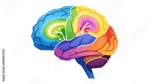 Brain Anatomy Illustration: An intricately detailed illustration of the human brain, showcasing its various regions with a vibrant spectrum of colors, highlighting its complexity.