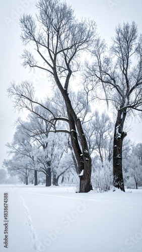 Winter Wonderland - Snow-Covered Trees in a Serene Landscape.
