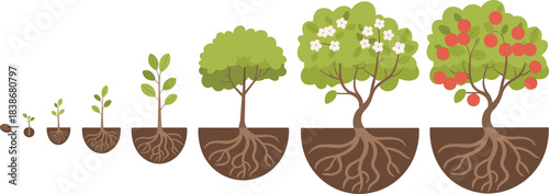 Plant growth stages illustration, seed to fruit tree, botanical development, nature cycle, root system, agriculture, ecology, and organic farming concept