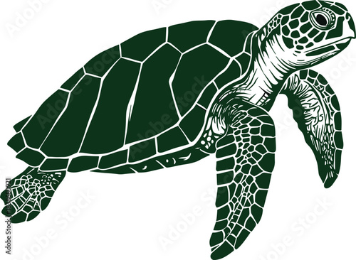 Sea turtle illustration, marine animal drawing, ocean wildlife design, green turtle vector art, aquatic nature, underwater reptile, tropical sea life, ocean creature