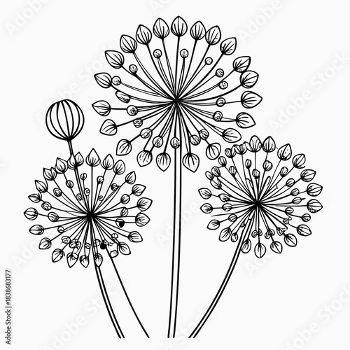  allium ornamental flower line art on white background