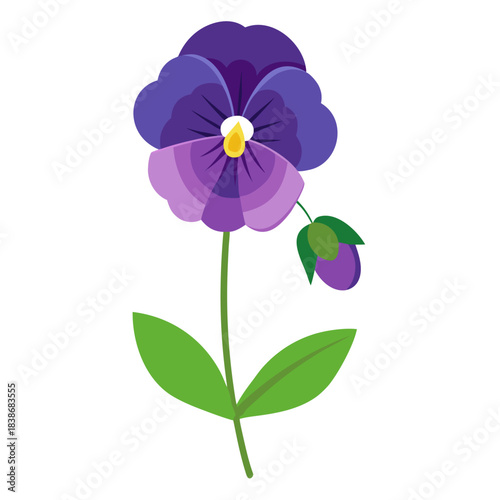 pansy flower with branch on white background