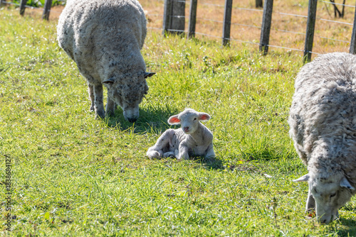 Fotografi Newborn Lamb Resting, Flanked by Two Guarding Sheep