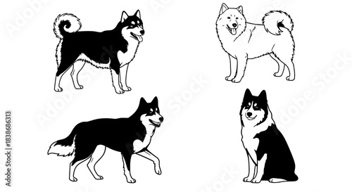 Black and White Line Art Dog Illustration Set: Fluffy Nordic Breeds in Various Poses