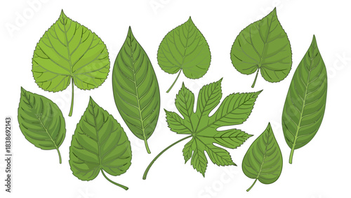 Assortment of nine distinct green botanical leaves on a white background