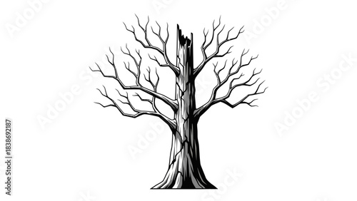 Black and white drawing of a bare tree trunk split vertically showing a broken top