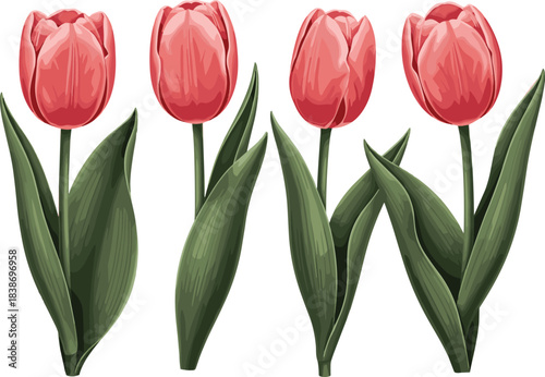 Wallpaper Mural Beautiful Red Tulip Flower Vector Set, Spring Floral Elements with Green Leaves for Botanical Design, Garden Decoration, and Wedding Invitations Torontodigital.ca