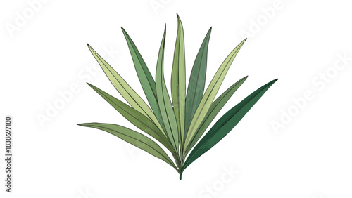 Clump of long tapering green leaves radiating outward from a central base